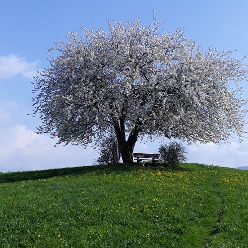 Frühling an der Seiser Alm