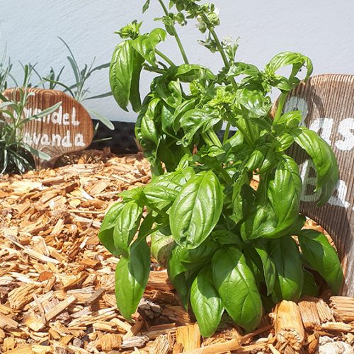 Fresh herbs at the Kienzlhof