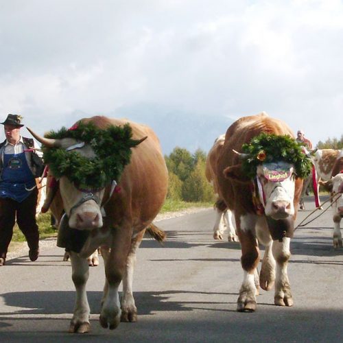 Almabtrieb in autumn