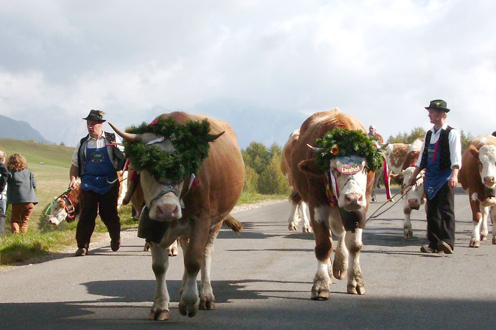 Spatzenfest and Almabtrieb of the Alpe di Siusi in South Tyrol
