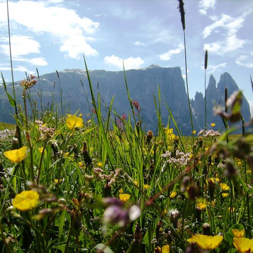 Frühling auf der Seiser Alm