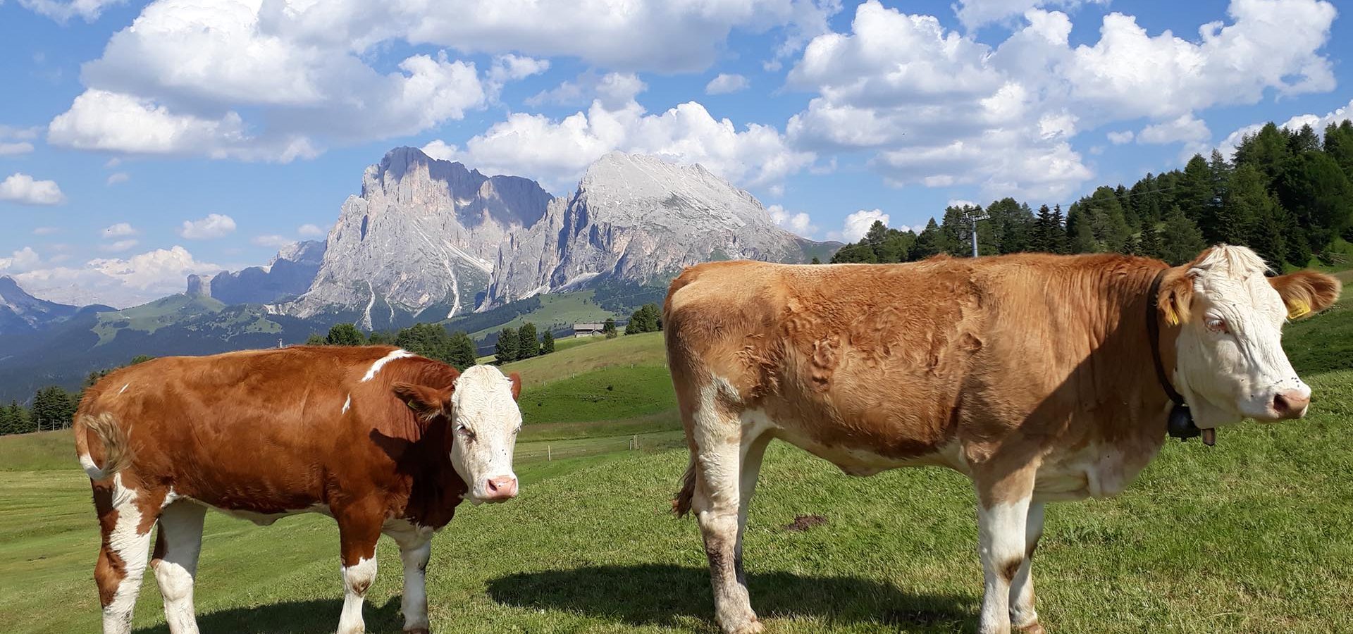 Urlaub in Kastelruth / Seiser Alm / Südtirol