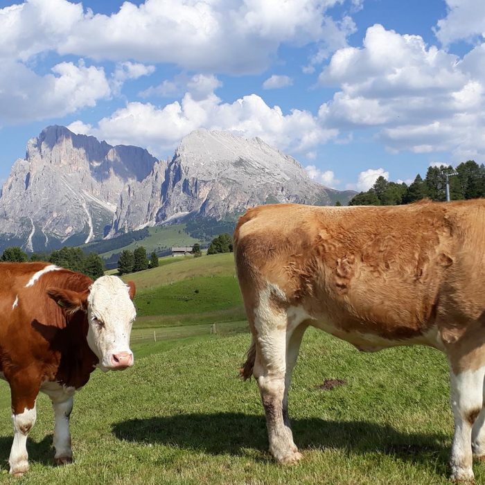 Vacation in Castelrotto / Alpe di Siusi / South Tyrol