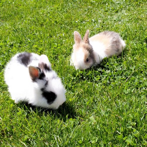 Divertimento garantito tutto l'anno ai piedi dell'Alpe di Siusi