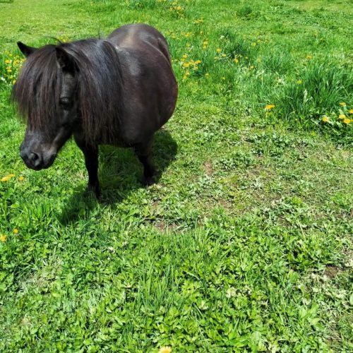 Spaß garantiert das ganze Jahr am Fuße der Seiser Alm